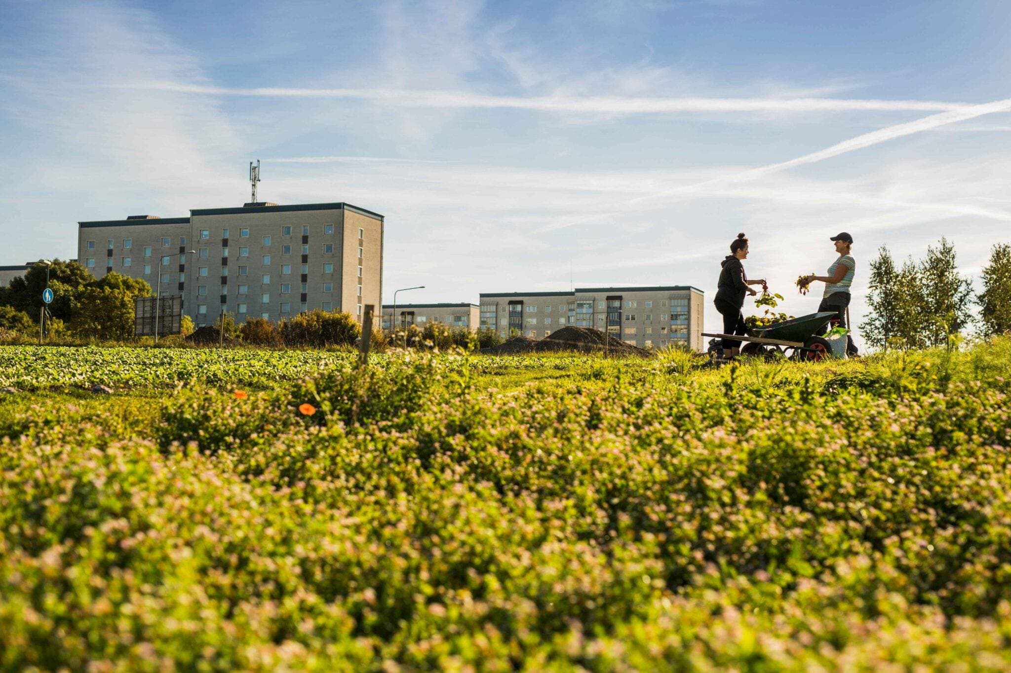 Forex Market and Urban Green Spaces represented in an image.
